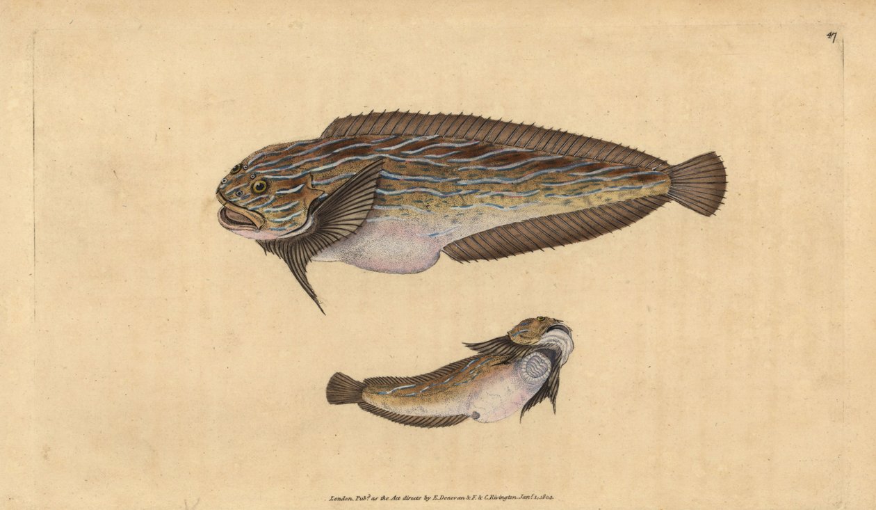 Csíkos csiga, Liparis liparis liparis (Unctuous lumpsucker, Cyclopterus liparis). Kézzel színezett rézlemez, amelyet Edward Donovan rajzolt és metszett a British Fishes, Donovan and F.C. Natural History of British Fishes című művéből. és J. Rivington, Lond alkotó: Edward Donovan