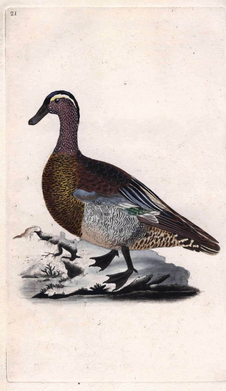 Nyári kékeszöld. Anas querquedula. Edward Donovan (1768-1837) rézmetsze, megjelent a Natural History of British Birds, Londonban alkotó: Edward Donovan