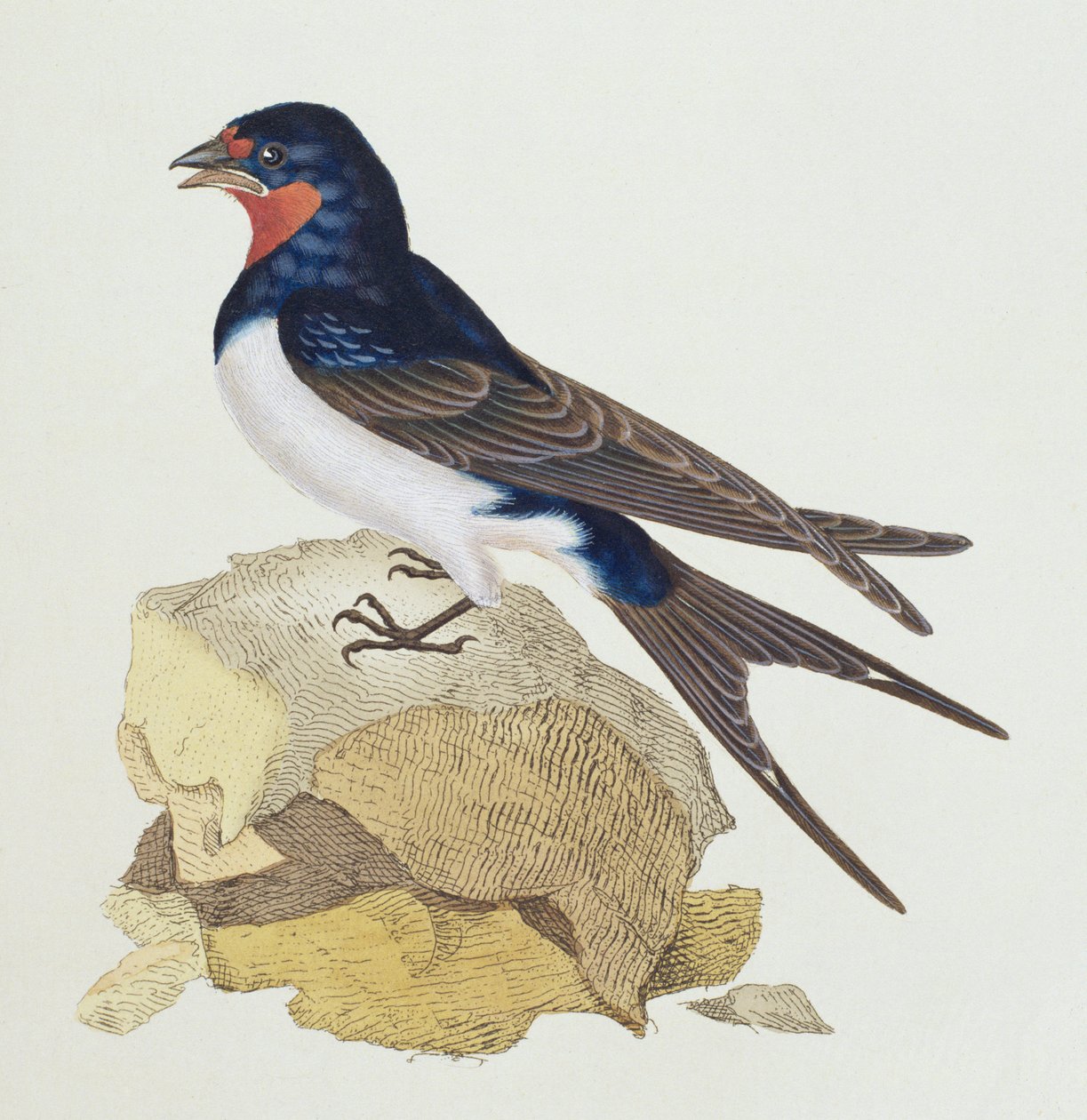 Fecske a „The History of British Birds”-ből, 1799 alkotó: Edward Donovan
