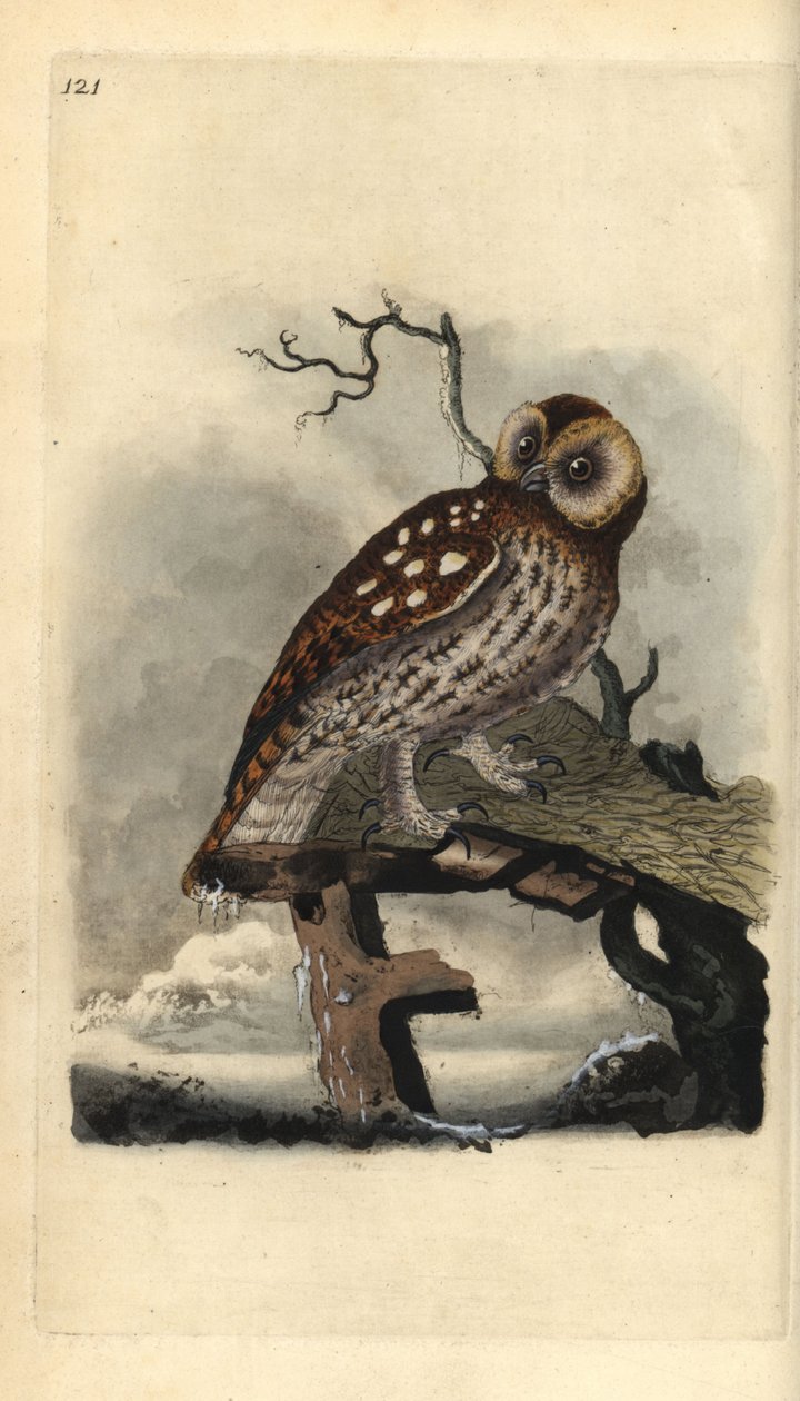 Tawny bagoly, Strix aluco. Kézi színű rézlemez, amelyet Edward Donovan rajzolt és metszett a saját Londoni „British Birds természettörténetéből” alkotó: Edward Donovan