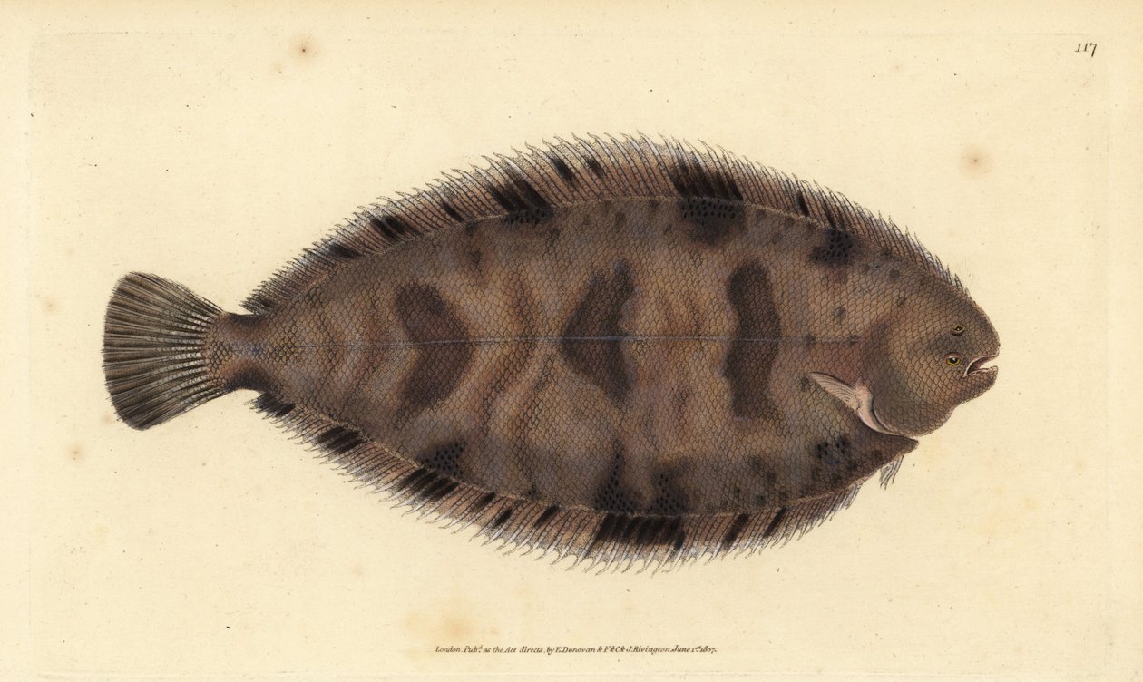 Vastag hátú talp, Microchirus variegatus (Variegated talp, Pleuronectes variegatus). Kézzel színezett rézlemez, amelyet Edward Donovan rajzolt és metszett a British Fishes, Donovan and F.C. Natural History of British Fishes című művéből. és J. Rivington, L alkotó: Edward Donovan