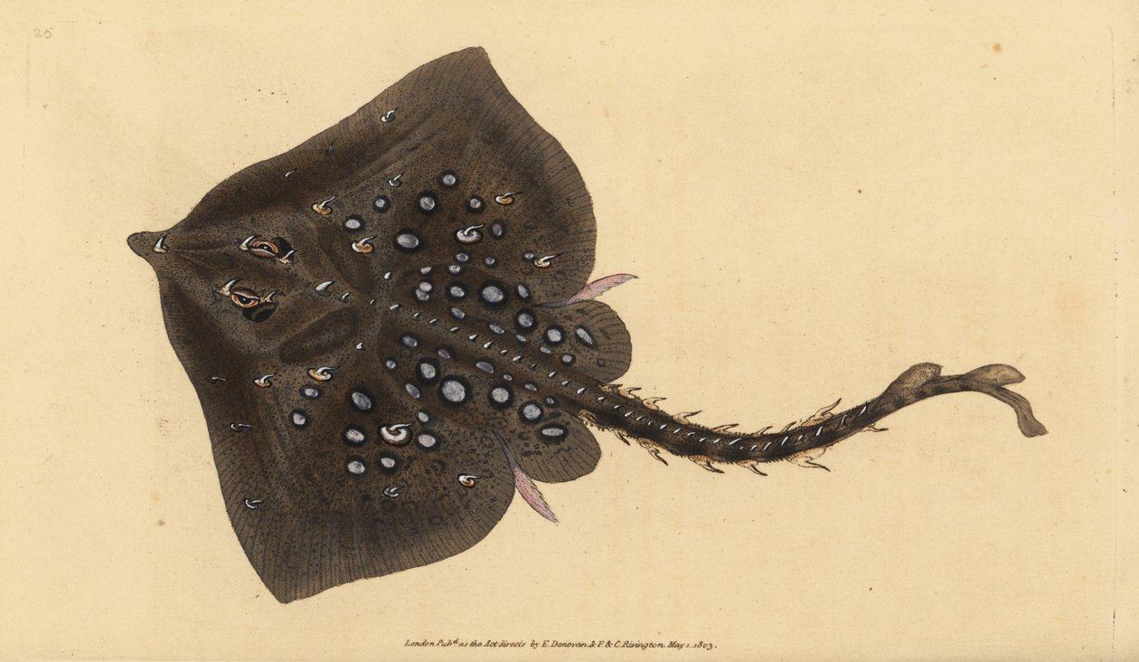 Thornback rája, Raja clavata. Majdnem megfenyegetve. Kézzel színezett rézlemez, amelyet Edward Donovan rajzolt és metszett a British Fishes, Donovan and F.C. Natural History of British Fishes című művéből. és J. Rivington, London alkotó: Edward Donovan