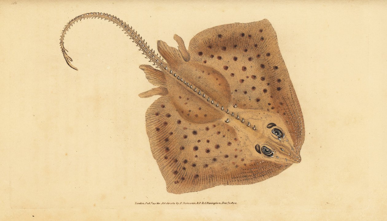 Thornback rája, Raja clavata. Majdnem megfenyegetve. Durva sugár, Raja rubus. Kézi színű rézlemez, amelyet Edward Donovan rajzolt és vésett a British Fishes, Donovan és F.C. Natural History című művéből. és J. Rivington, London alkotó: Edward Donovan