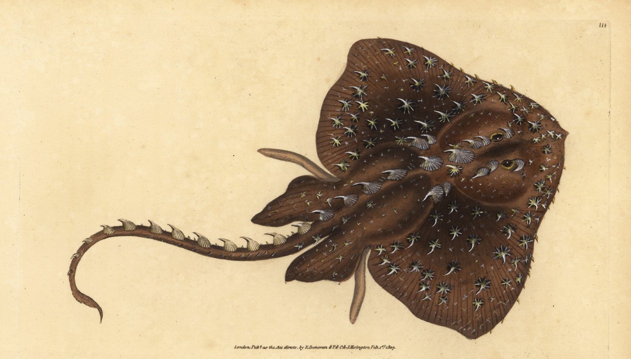 Tüskés rája, Amblyraja radiata (Starry ray, Raja radiata). Sebezhető. Kézzel színezett rézlemez, amelyet Edward Donovan rajzolt és metszett a British Fishes, Donovan and F.C. Natural History of British Fishes című művéből. és J. Rivington, London alkotó: Edward Donovan
