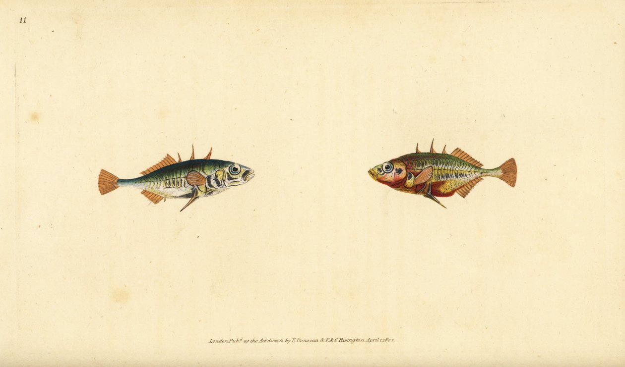Háromtüskés pálcika, Gasterosteus aculeatus. Kézzel színezett rézlemez, amelyet Edward Donovan rajzolt és metszett a British Fishes, Donovan and F.C. Natural History of British Fishes című művéből. és J. Rivington, London alkotó: Edward Donovan