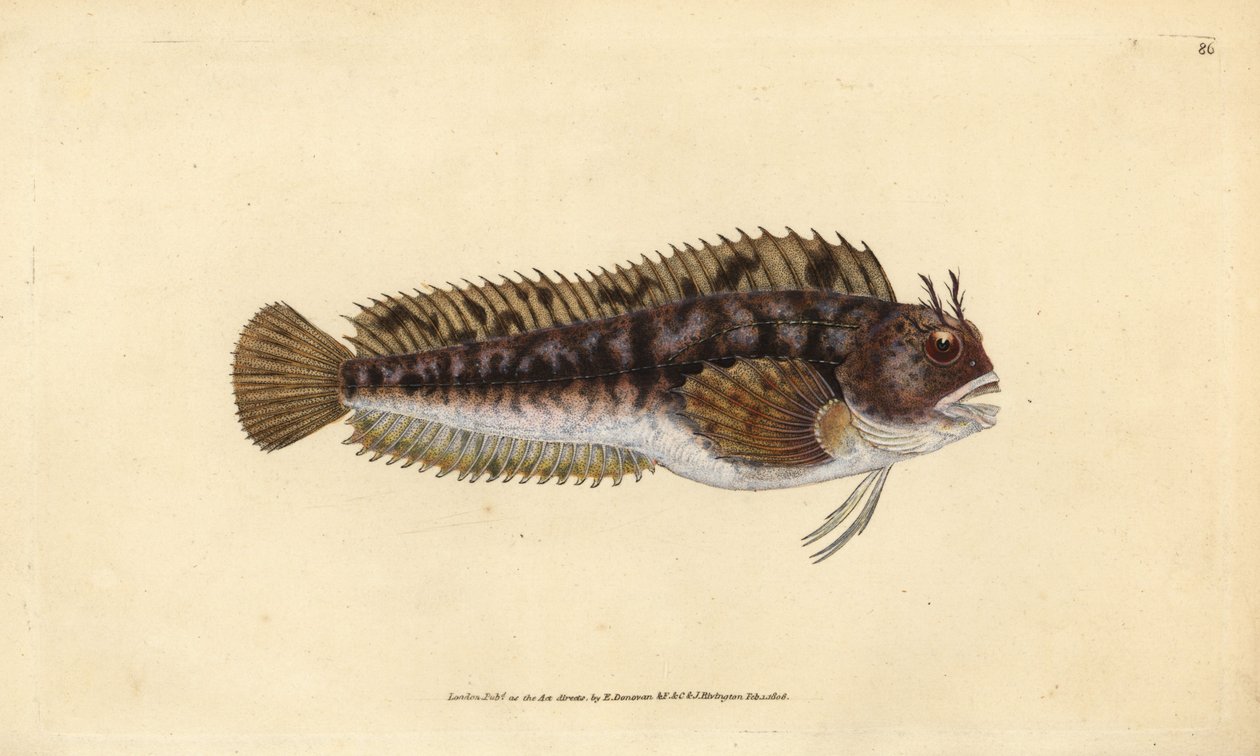 Tompot blenny, Parablennius gattorugine (Gattorugine, Blennius gattorugine). Kézzel színezett rézlemez, amelyet Edward Donovan rajzolt és metszett a British Fishes, Donovan and F.C. Natural History of British Fishes című művéből. és J. Rivington, London alkotó: Edward Donovan