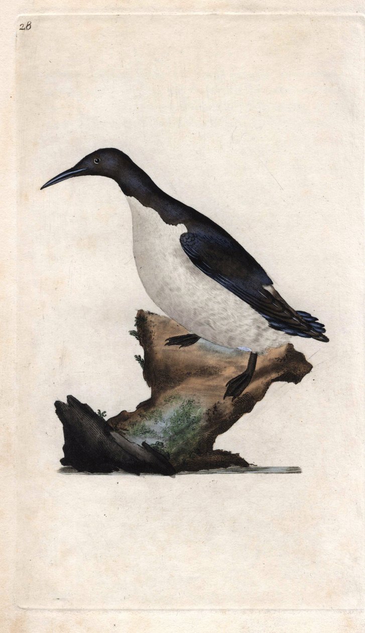 Troil murrelet. Uria aalge (Colymbus troile). Edward Donovan (1768-1837) rézmetsze, megjelent a Natural History of British Birds, Londonban alkotó: Edward Donovan
