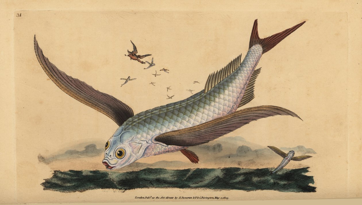 Trópusi kétszárnyú repülőhal vagy közönséges repülőhal. Kézzel színezett rézlemez, amelyet Edward Donovan rajzolt és metszett a British Fishes, Donovan and F.C. Natural History of British Fishes című művéből. és J. Rivington, London alkotó: Edward Donovan