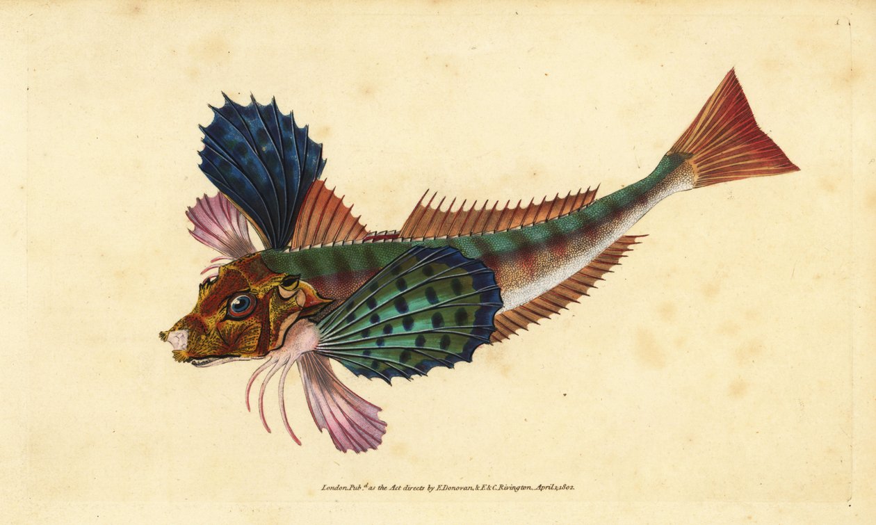 Fürdőszőnyeg, Chelidonichthys lucerna (Sappharine gurnard, Trigla hirundo). Kézzel színezett rézlemez, amelyet Edward Donovan rajzolt és metszett a British Fishes, Donovan and F.C. Natural History of British Fishes című művéből. és J. Rivington, London alkotó: Edward Donovan
