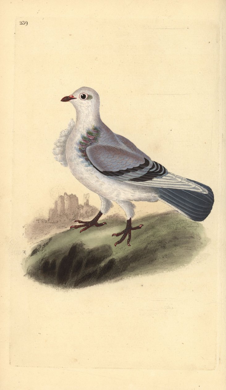 Turbit galamb, Columba livia domestica var. turbita. Kézi színű rézlemez, amelyet Edward Donovan rajzolt és metszett a saját Londoni „British Birds természettörténetéből” alkotó: Edward Donovan
