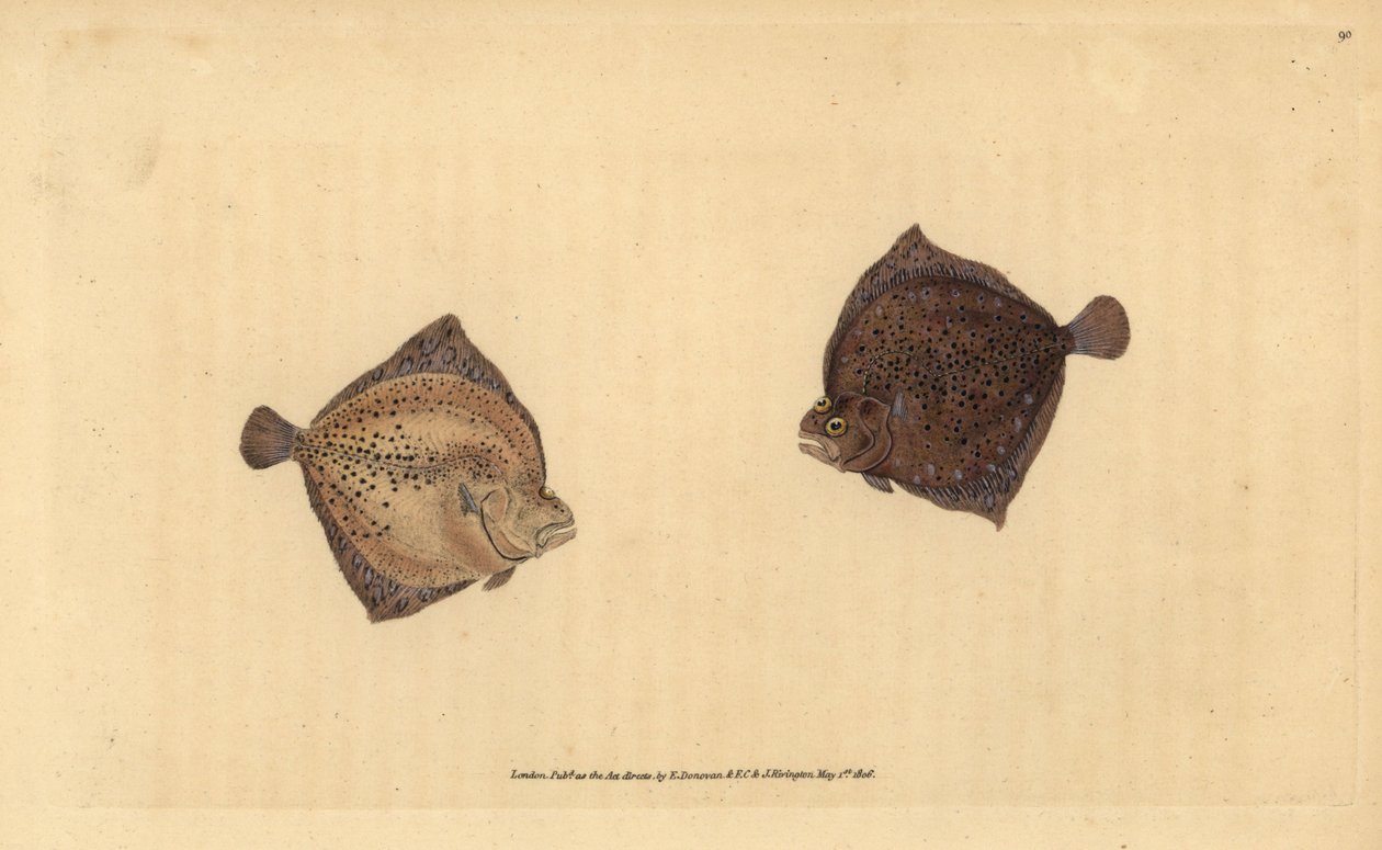 Nagy rombuszhal, Scophthalmus maximus (Ciklopsz lepényhal, Pleuronectes cyclops). Kézi rézmetszet, rajzolta és metszette Edward Donovan a Natural History of British Fishes című művéből, Donovan and F.C. and J. Rivington, London. alkotó: Edward Donovan