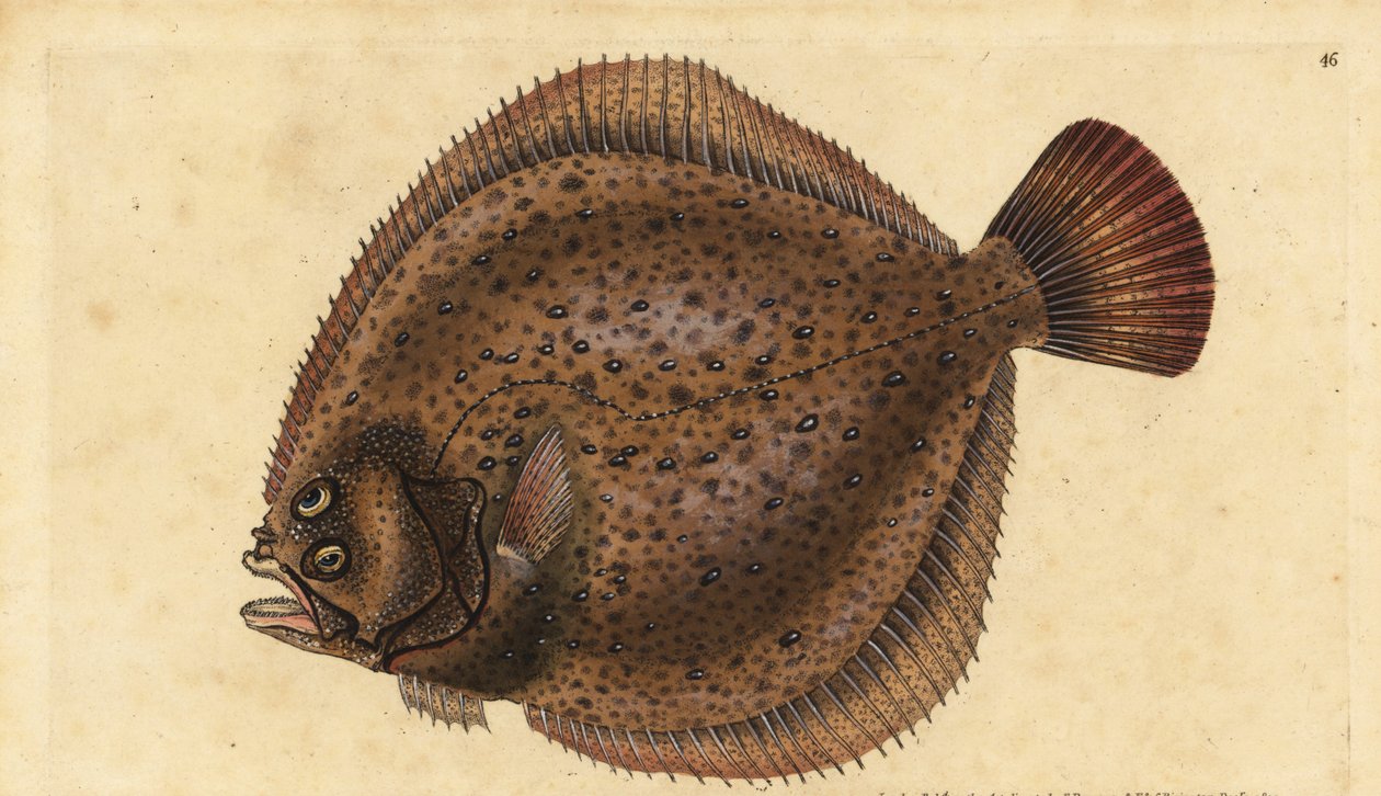 Turboly, Scophthalmus maximus (Pleuronectes maximus). Kézzel színezett rézlemez, amelyet Edward Donovan rajzolt és metszett a British Fishes, Donovan and F.C. Natural History of British Fishes című művéből. és J. Rivington, London alkotó: Edward Donovan