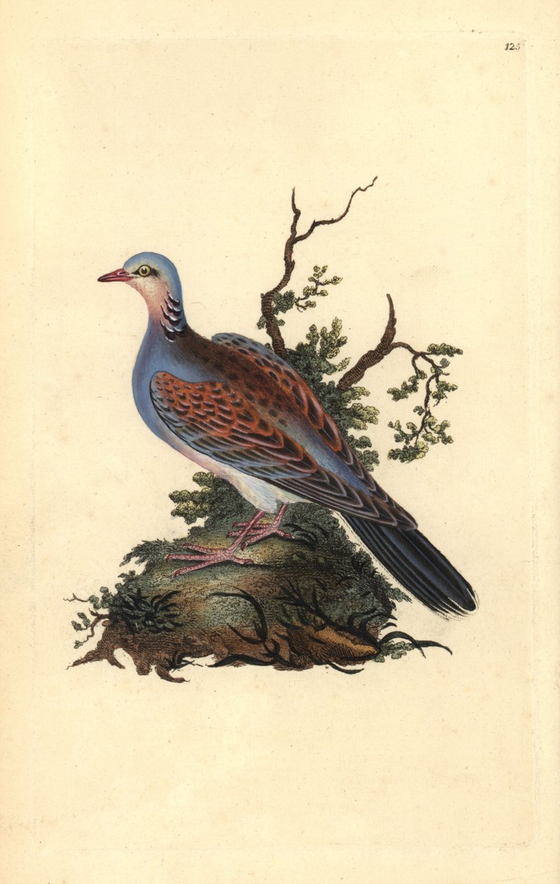 Turtle galamb, Streptopelia turtur. Kézzel színezett rézlemez, amelyet Edward Donovan rajzolt és metszett a saját „Britan madarak természettörténetéből” (1794-1819). Edward Donovan (1768-1837) angol-ír amatőr zoológus, író, művész és metsző. Ő wr alkotó: Edward Donovan