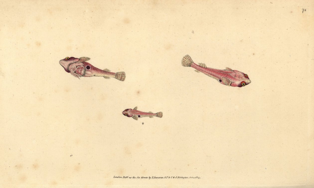 Kétpettyes kapaszkodóhal, Diplecogaster bimaculata bimaculata (Bimaculated balek, Cyclopterus bimaculatus). Kézzel színezett rézlemez, amelyet Edward Donovan rajzolt és metszett a British Fishes, Donovan and F.C. Natural History of British Fishes című művé alkotó: Edward Donovan