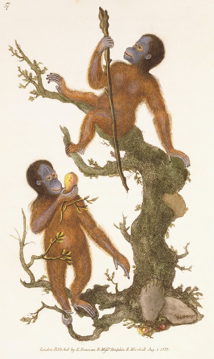 Két főemlős egy fán, 1823 alkotó: Edward Donovan