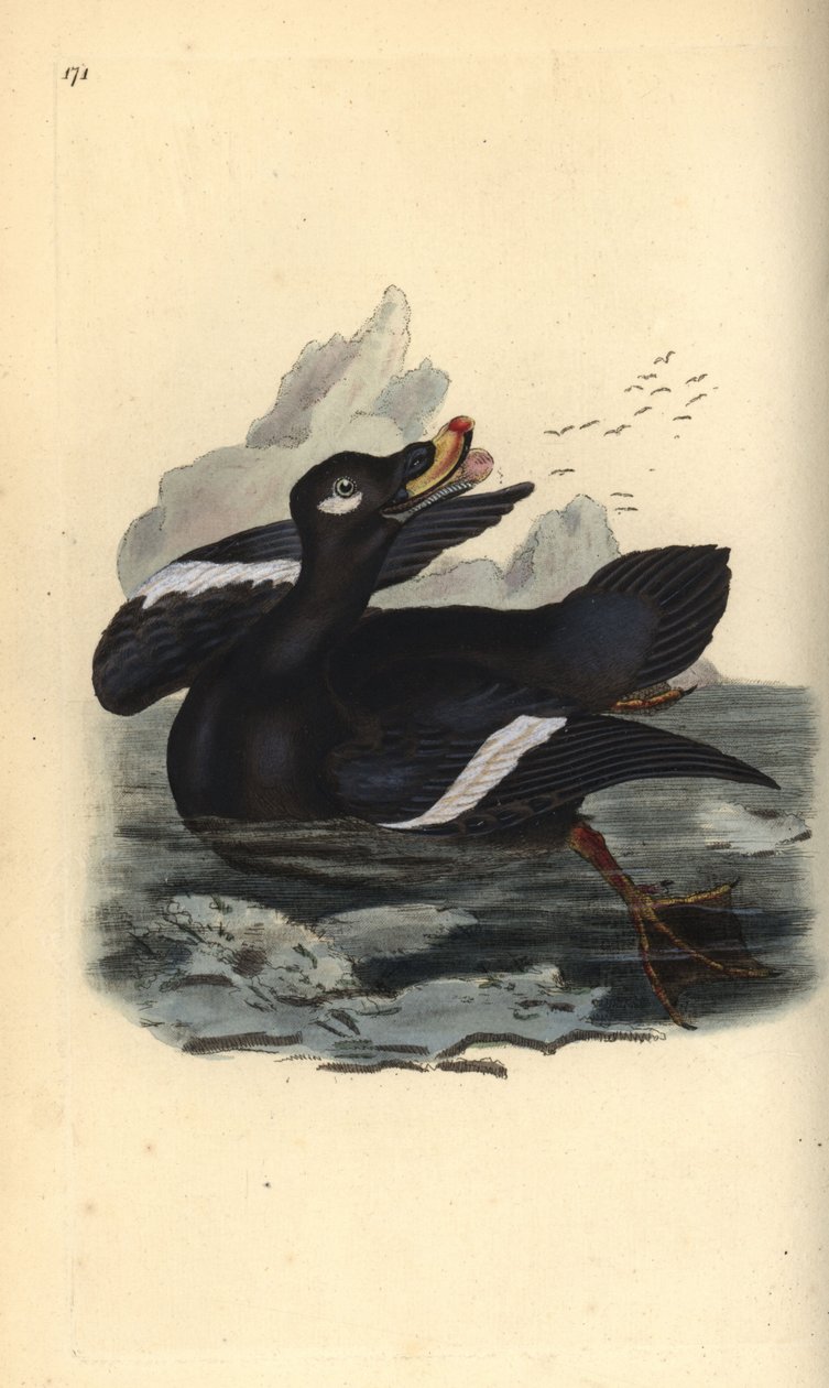 Bársony scoter, Melanitta fusca. Kézi színű rézlemez, amelyet Edward Donovan rajzolt és metszett a saját Londoni „British Birds természettörténetéből” alkotó: Edward Donovan