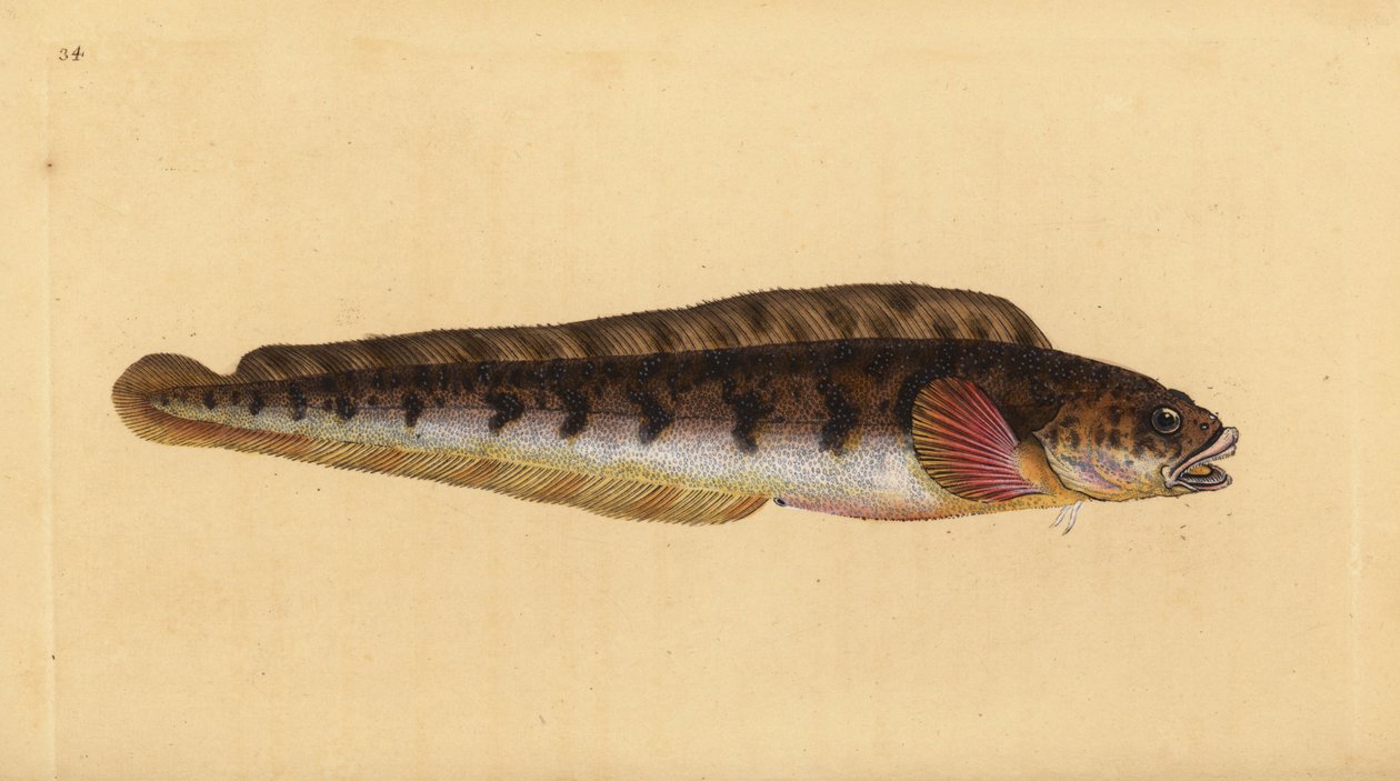 Élénk úszógumi, Zoarces viviparus (Viviparus blenny, Blennius viviparus). Kézzel színezett rézlemez, amelyet Edward Donovan rajzolt és metszett a British Fishes, Donovan and F.C. Natural History of British Fishes című művéből. és J. Rivington, London alkotó: Edward Donovan