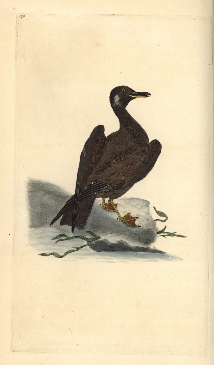 Wagel sirály, a Larus marinus nagysirály fia. Kézi színű rézlemez, amelyet Edward Donovan rajzolt és metszett a saját Londoni „British Birds természettörténetéből” alkotó: Edward Donovan