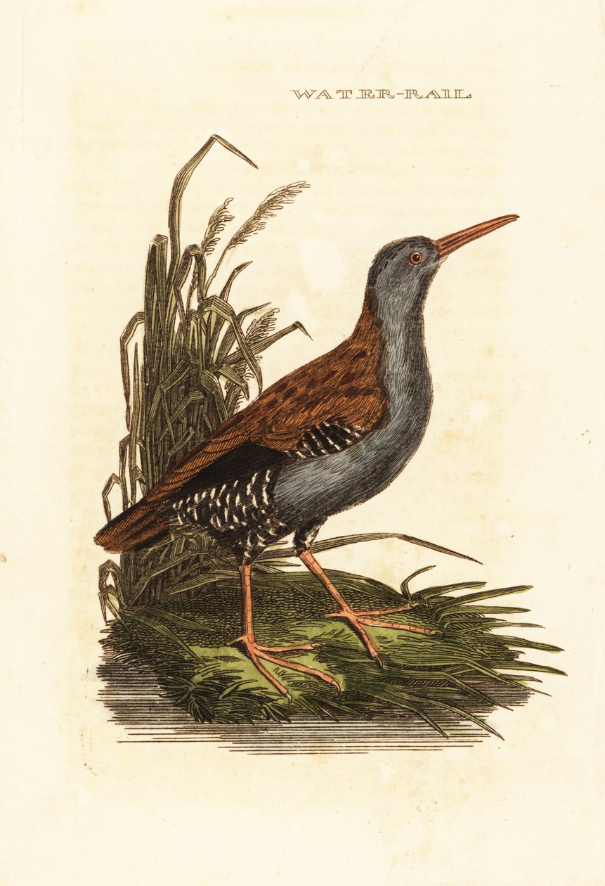 Vízi vasút, Rallus aquaticus alkotó: Edward Donovan