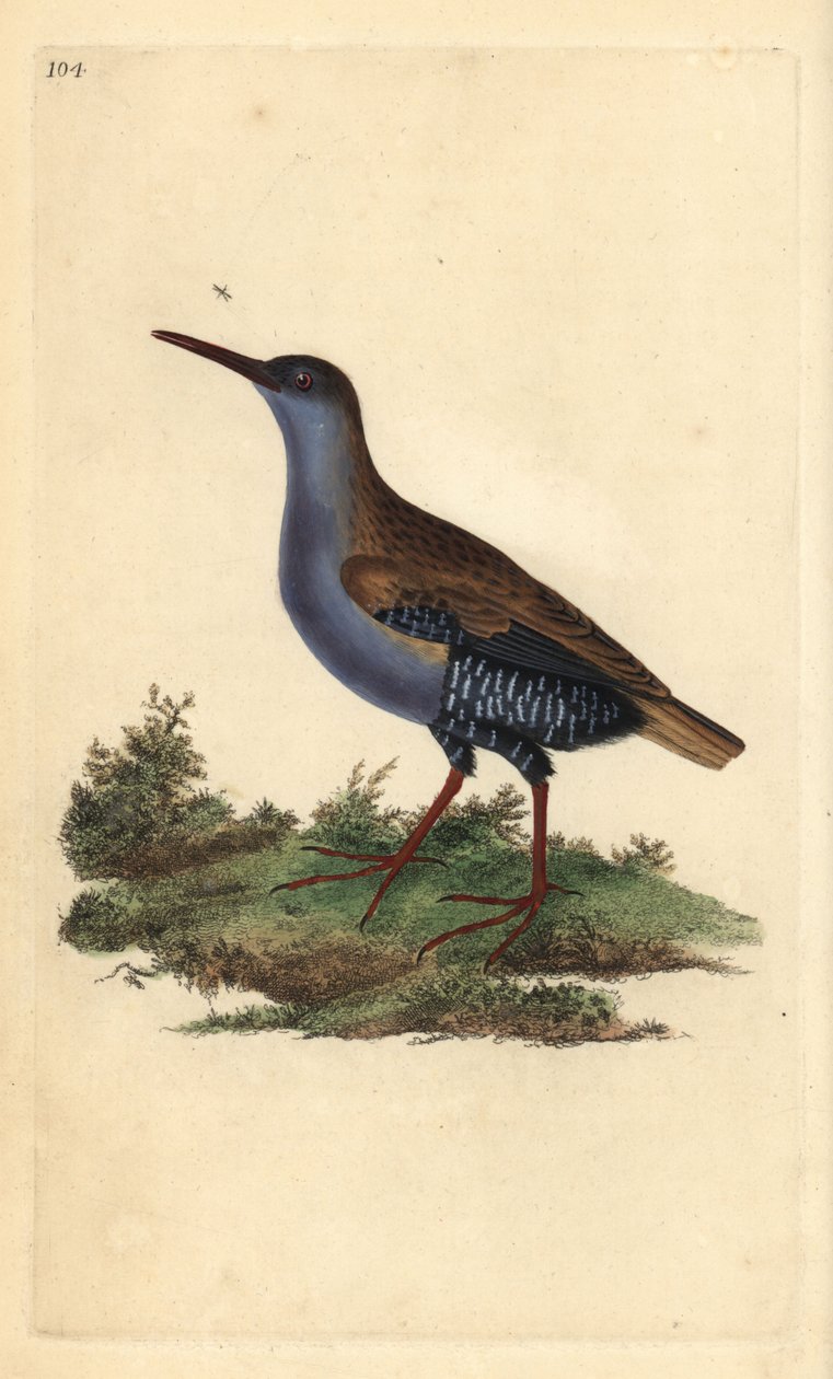 Vízi vasút, Rallus aquaticus. Kézi színű rézlemez, amelyet Edward Donovan rajzolt és metszett a saját Londoni „British Birds természettörténetéből” alkotó: Edward Donovan