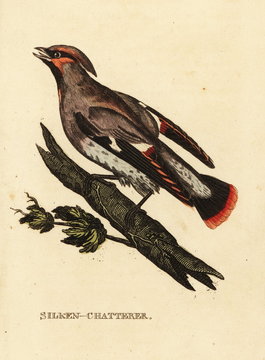 Waxen chatterer vagy Bohemian waxwing, Bombycilla garrulus alkotó: Edward Donovan