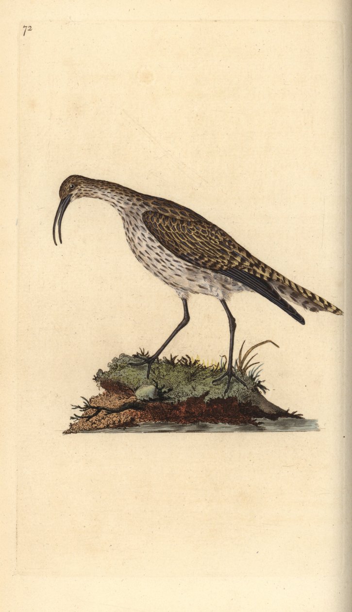 Whimbrel, Numenius phaeopus. Kézi színű rézlemez, amelyet Edward Donovan rajzolt és metszett a saját Londoni „British Birds természettörténetéből” alkotó: Edward Donovan