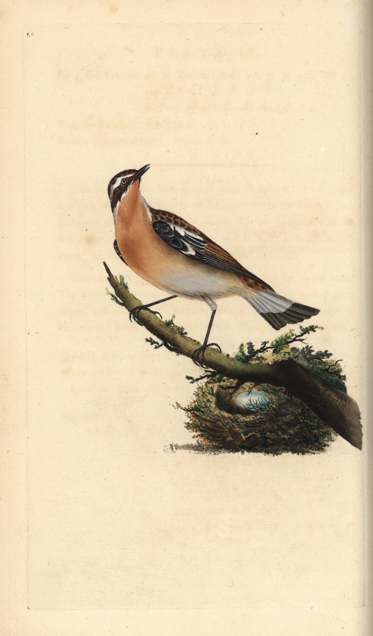 Whinchat, Saxicola rubetra. Kézi színű rézlemez, amelyet Edward Donovan rajzolt és metszett a saját Londoni „British Birds természettörténetéből” alkotó: Edward Donovan
