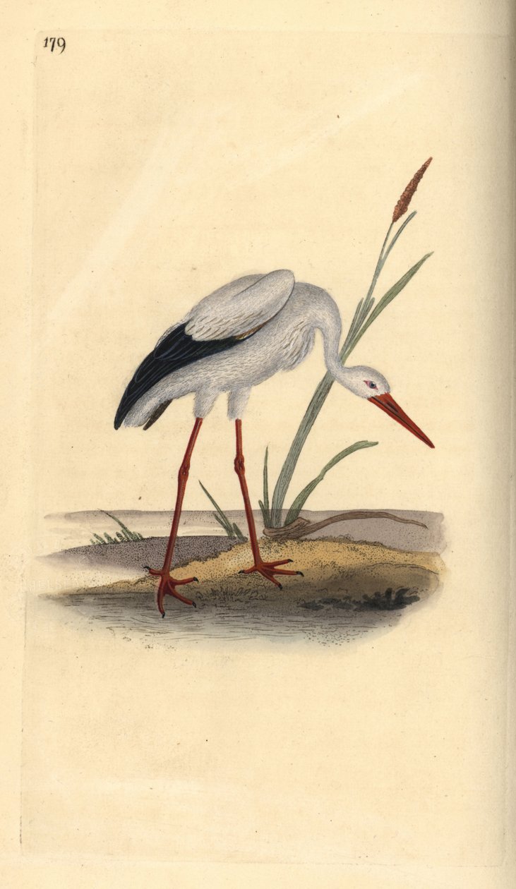 Fehér gólya, Ciconia ciconia. Kézi rézkarc, rajzolta és metszette Edward Donovan a saját "Natural History of British Birds" című művéből, London. alkotó: Edward Donovan