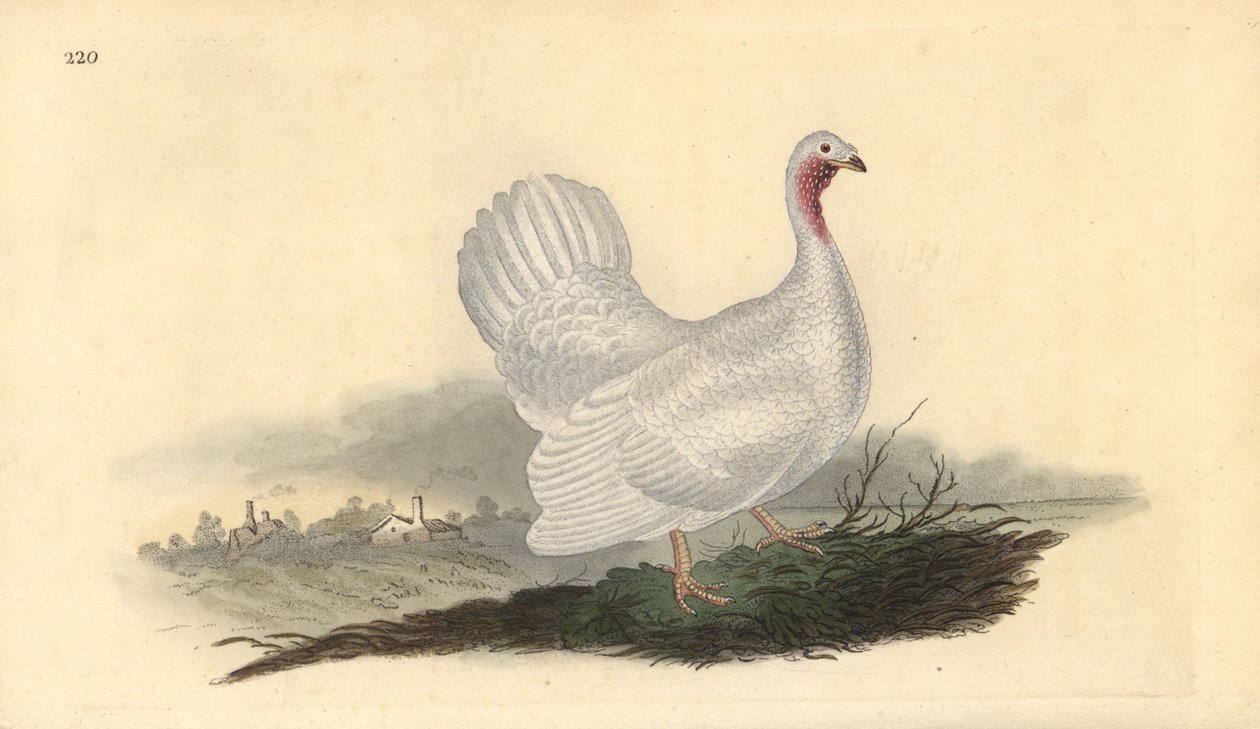 Fehér pulyka, Melagris gallopavo (változat). Kézi színű rézlemez, amelyet Edward Donovan rajzolt és metszett a saját Londoni „British Birds természettörténetéből” alkotó: Edward Donovan