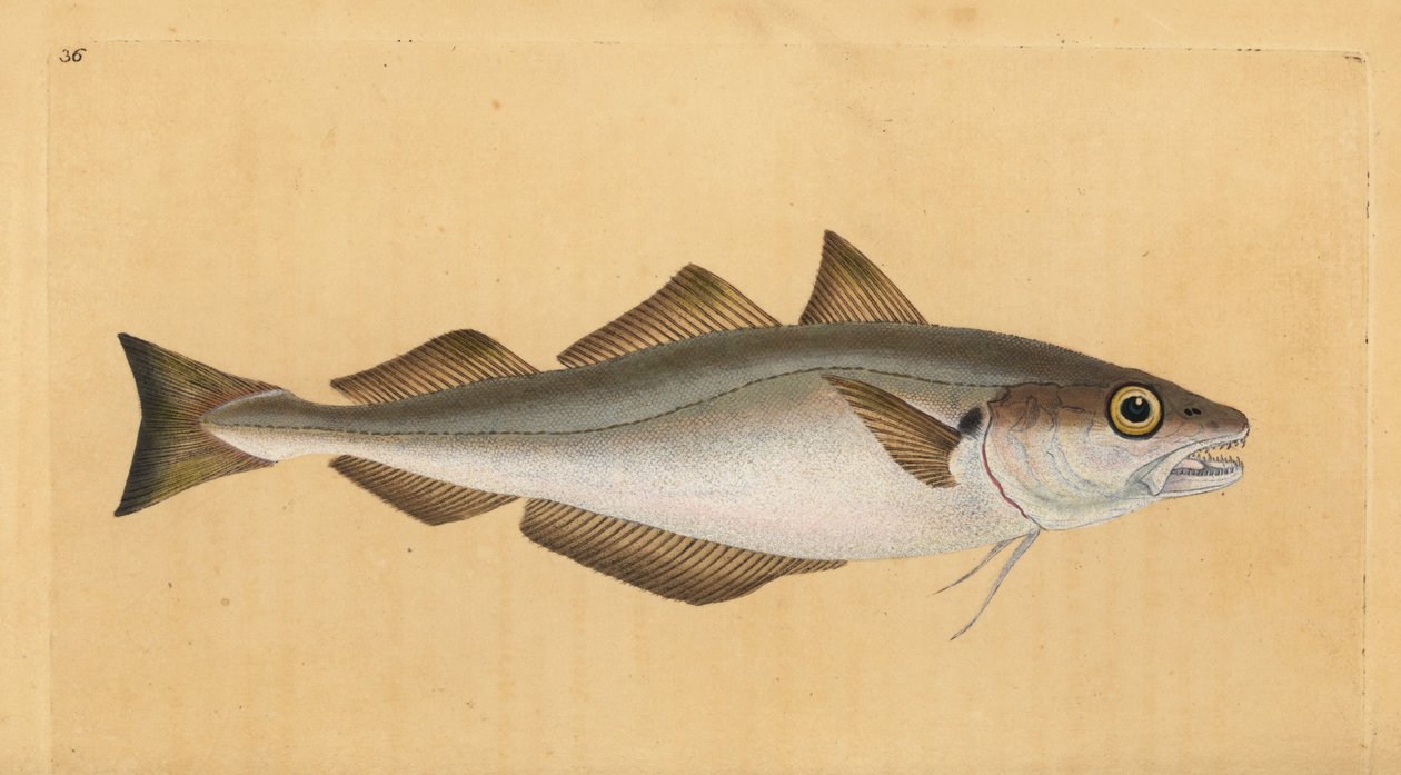 Vékonybajszú tőkehal, Merlangius merlangus (Gadus merlangus). Kézzel színezett rézlemez, amelyet Edward Donovan rajzolt és metszett a British Fishes, Donovan and F.C. Natural History of British Fishes című művéből. és J. Rivington, London alkotó: Edward Donovan