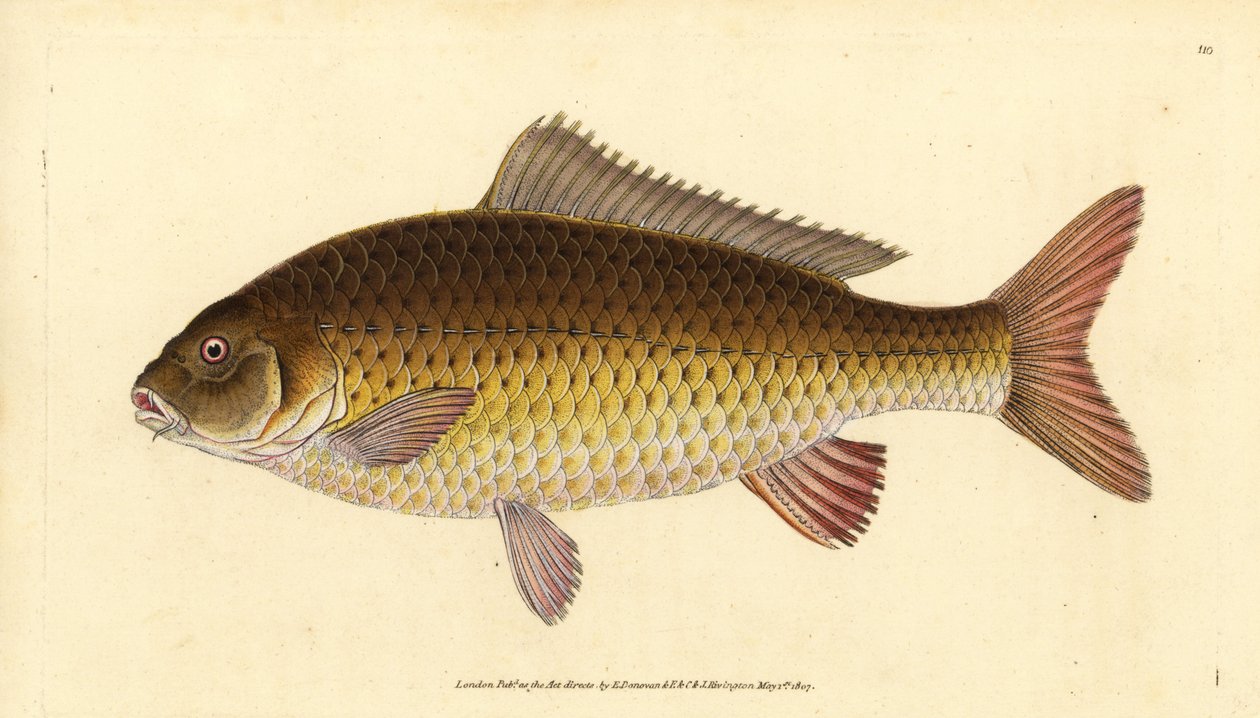 Vadon élő közönséges ponty, Cyprinus carpio. Veszélyeztetett. Kézi rézmetszet, rajzolta és metszette Edward Donovan a Natural History of British Fishes című művéből, Donovan and F.C. and J. Rivington, London. alkotó: Edward Donovan