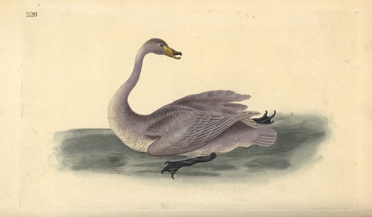 Vad hattyú (éretlen), Cygnus cygnus, tollazata fehérre való átmeneti stádiumban. Kézi színű rézlemez, amelyet Edward Donovan rajzolt és metszett a saját Londoni „British Birds természettörténetéből” alkotó: Edward Donovan