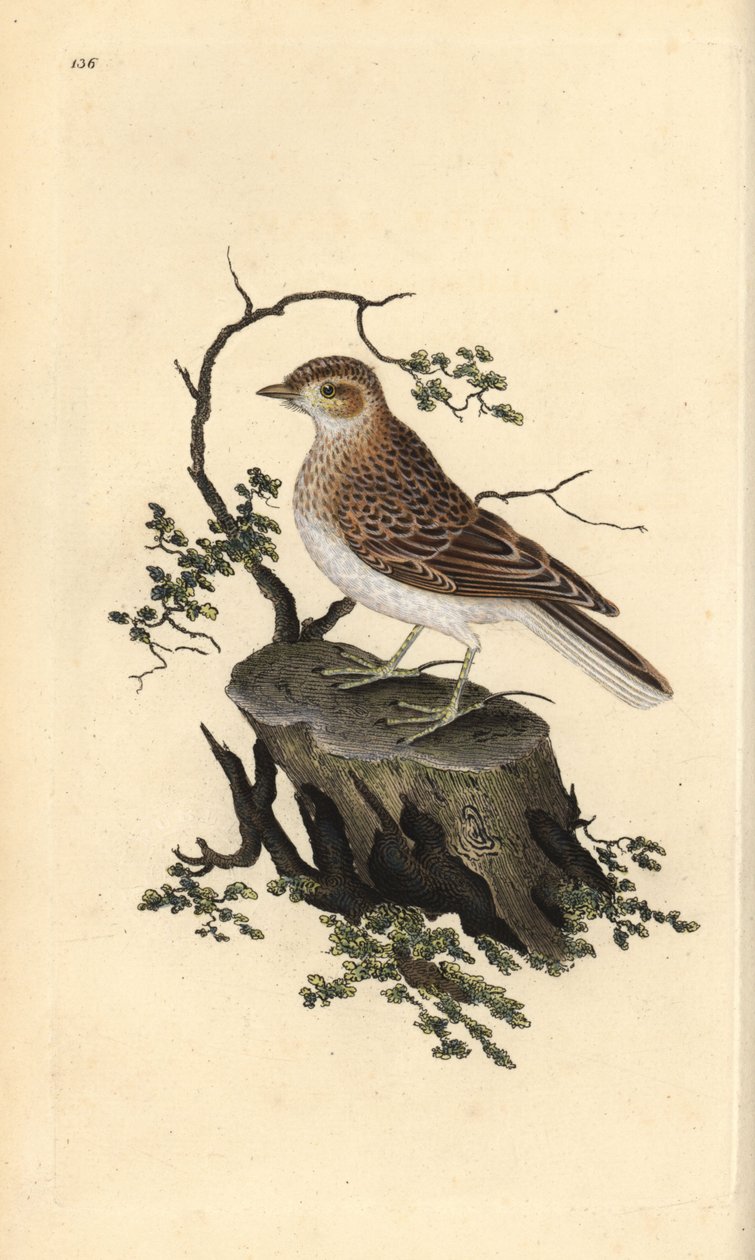 Woodlark, Lullula arborea. Kézi színű rézlemez, amelyet Edward Donovan rajzolt és metszett a saját Londoni „British Birds természettörténetéből” alkotó: Edward Donovan