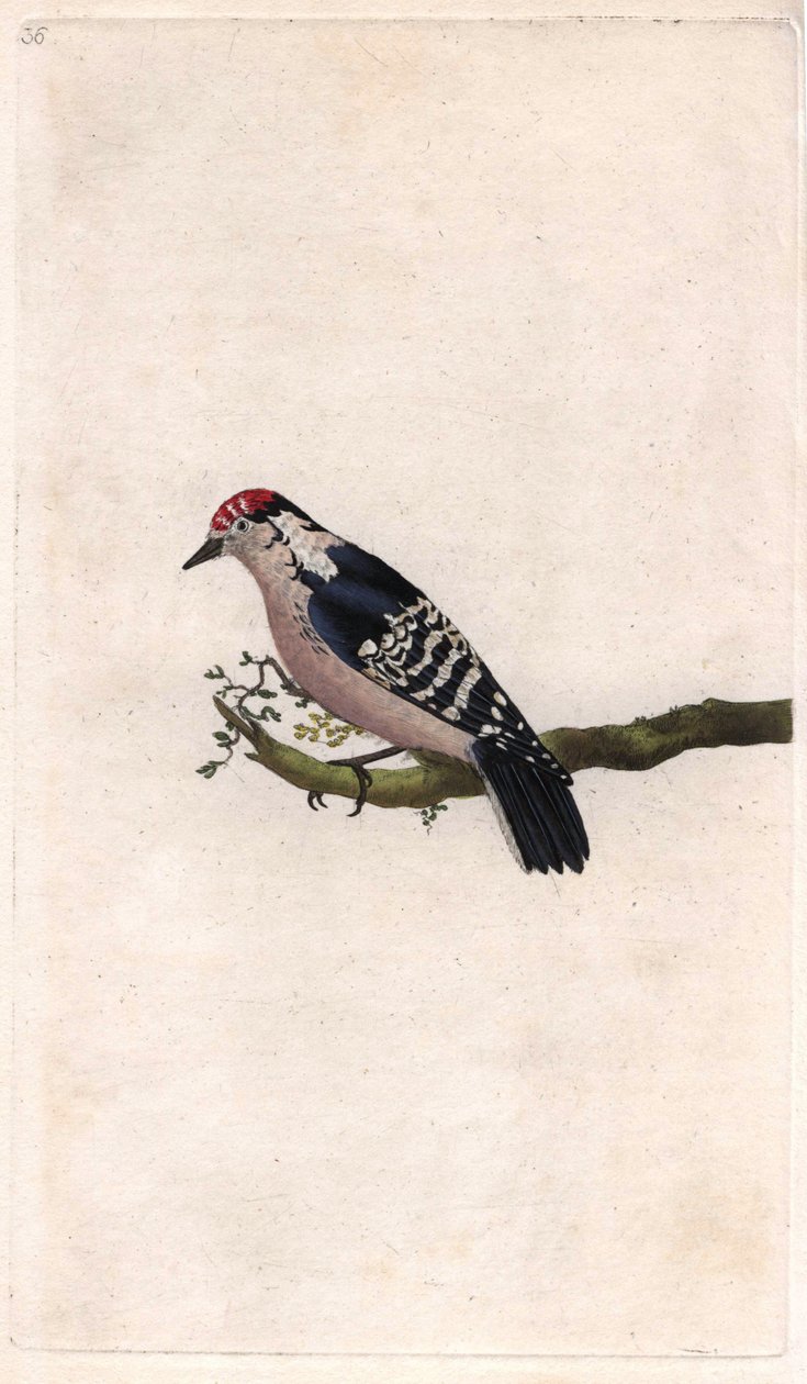 Harkály. Dendrocopos minor (Picus minor). Edward Donovan (1768-1837) rézmetsze, megjelent a Natural History of British Birds, Londonban alkotó: Edward Donovan