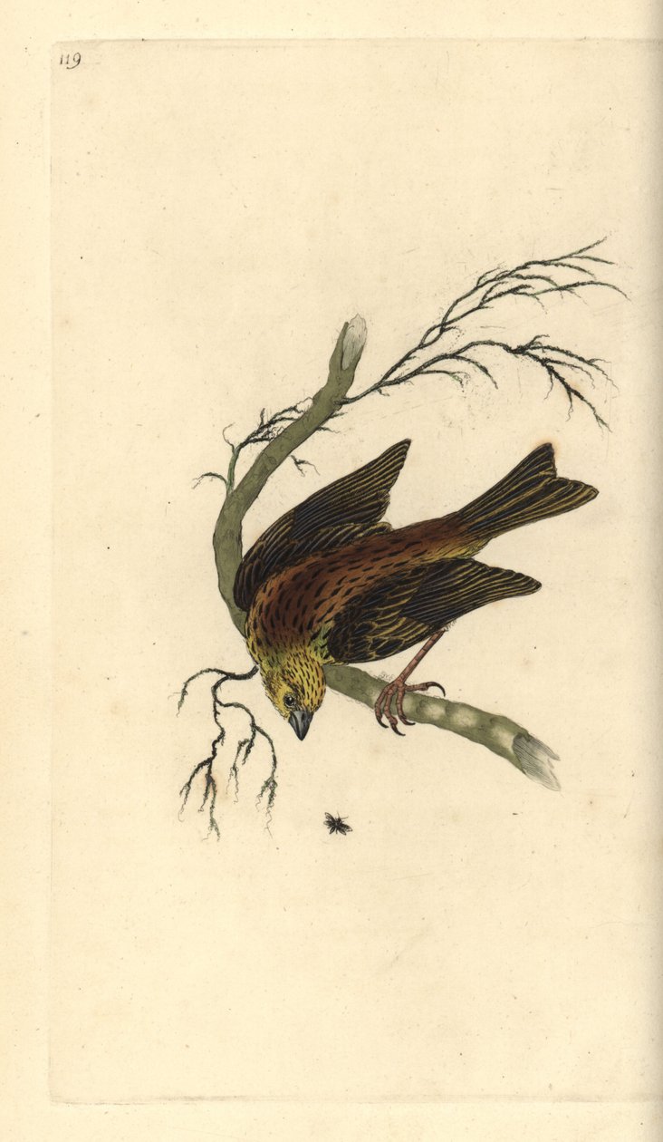 Yellowhammer, Emberiza citrinella. Kézi színű rézlemez, amelyet Edward Donovan rajzolt és metszett a saját Londoni „British Birds természettörténetéből” alkotó: Edward Donovan