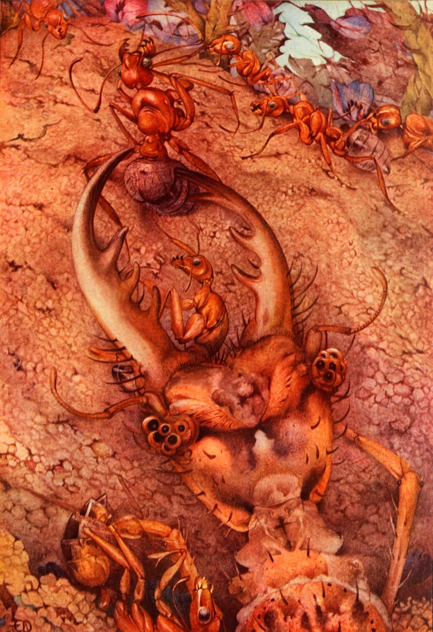 The Ant Lion, 1914. DELETE – szerzői joggal védett művész alkotó: Edward Julius Detmold