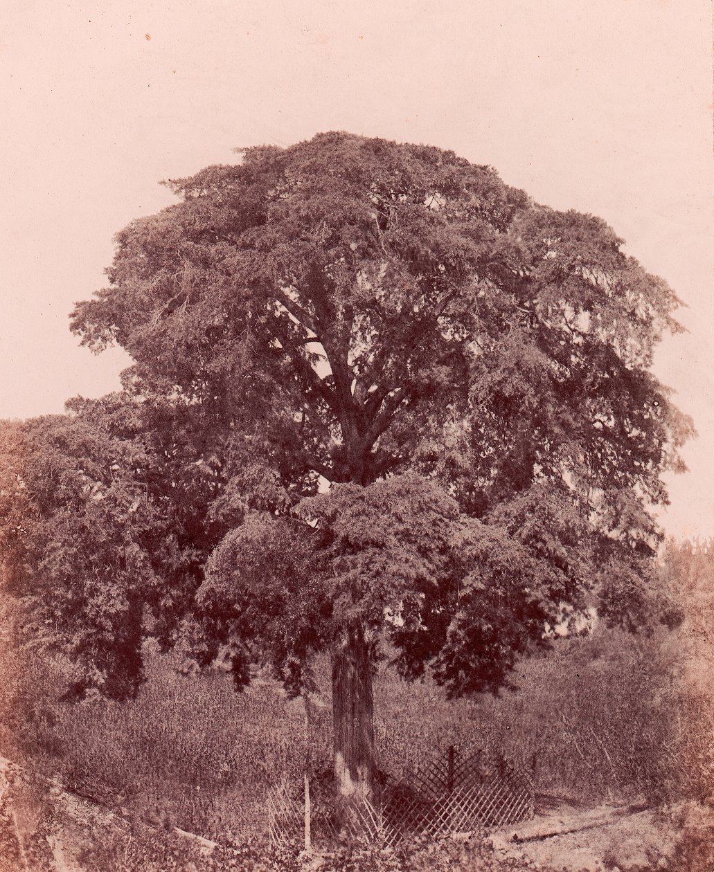 fatanulmány, 1850-53. alkotó: Edward King Tenison