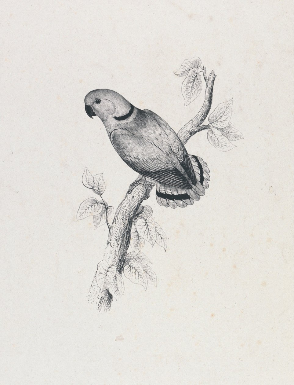 (Swindern-papagáj) (42. ábra) alkotó: Edward Lear
