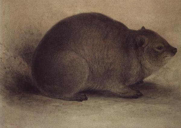 Egy Rock Hyrax alkotó: Edward Lear