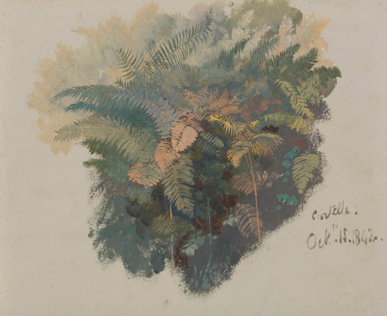 A tanulmány a páfrányokról, Civitella alkotó: Edward Lear