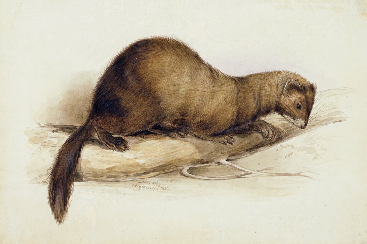 Egy menyét alkotó: Edward Lear
