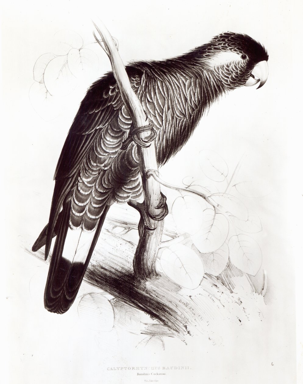 Calyptorhynchus Baudinii, avagy Baudin kakaduja, 1832 (litho) (bw fotó) alkotó: Edward Lear