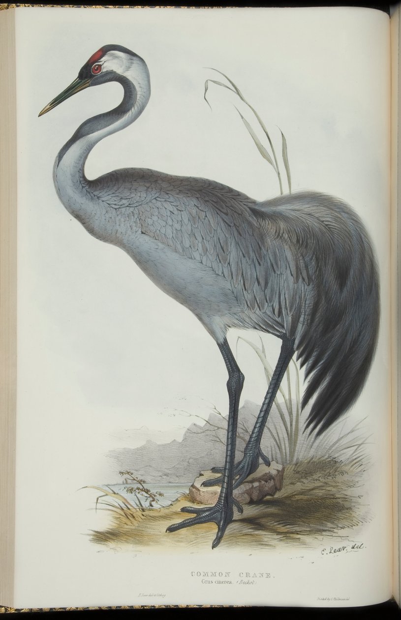 Common Crane, John Gould „Európa madarai” című művéből alkotó: Edward Lear