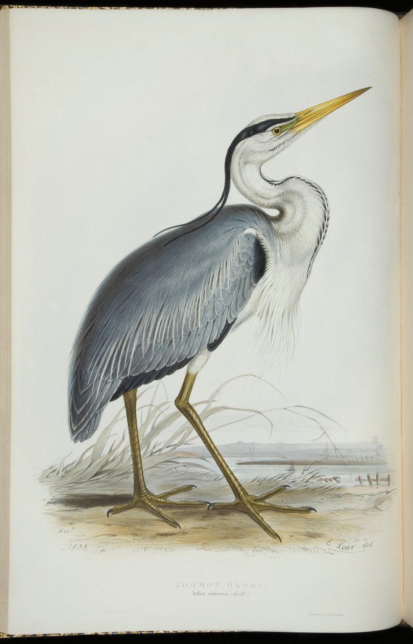 Közönséges gém, John Gould „Európa madarai”-ból alkotó: Edward Lear