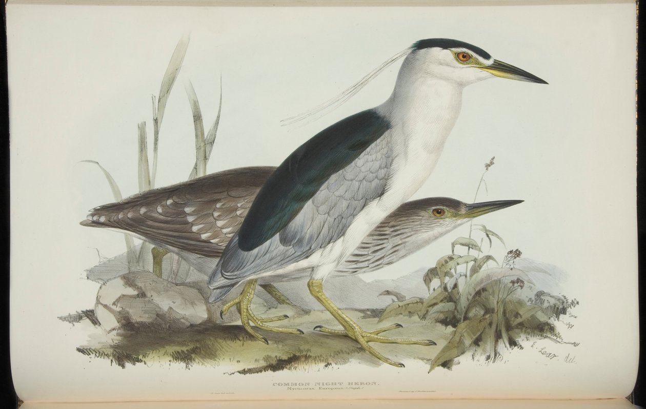 Common Night Heron, John Gould „Európa madarai”-ból alkotó: Edward Lear