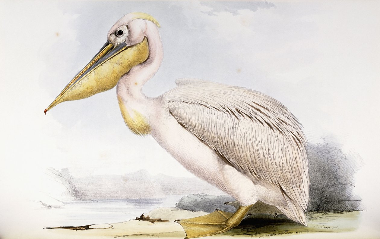 Nagy fehér Pelikán alkotó: Edward Lear