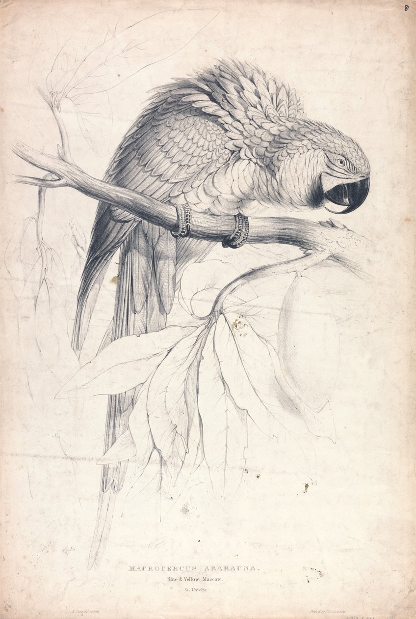 Macrocerus Ararauna / Kék-sárga ara / 2/3 természetes méret (8. ábra) alkotó: Edward Lear