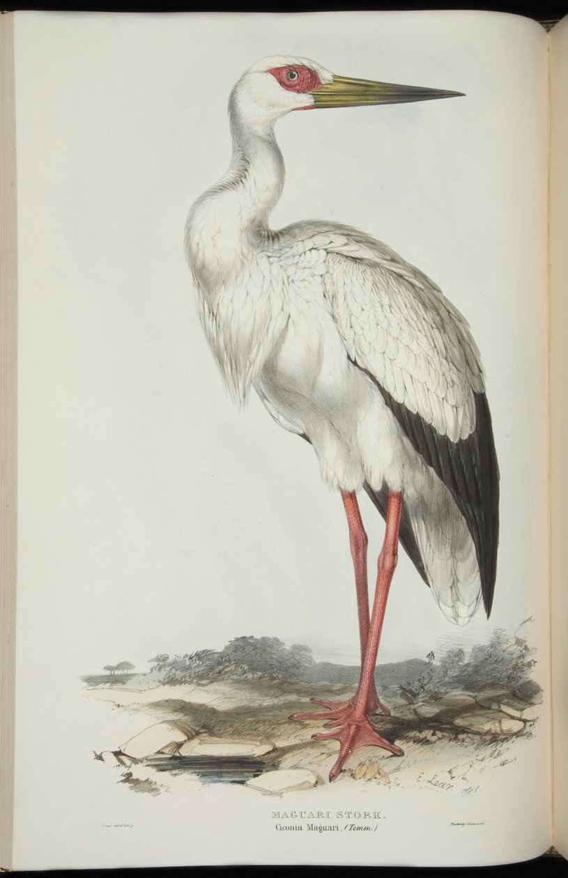 Maguari Stork, John Gould „Európa madarai”-ból alkotó: Edward Lear