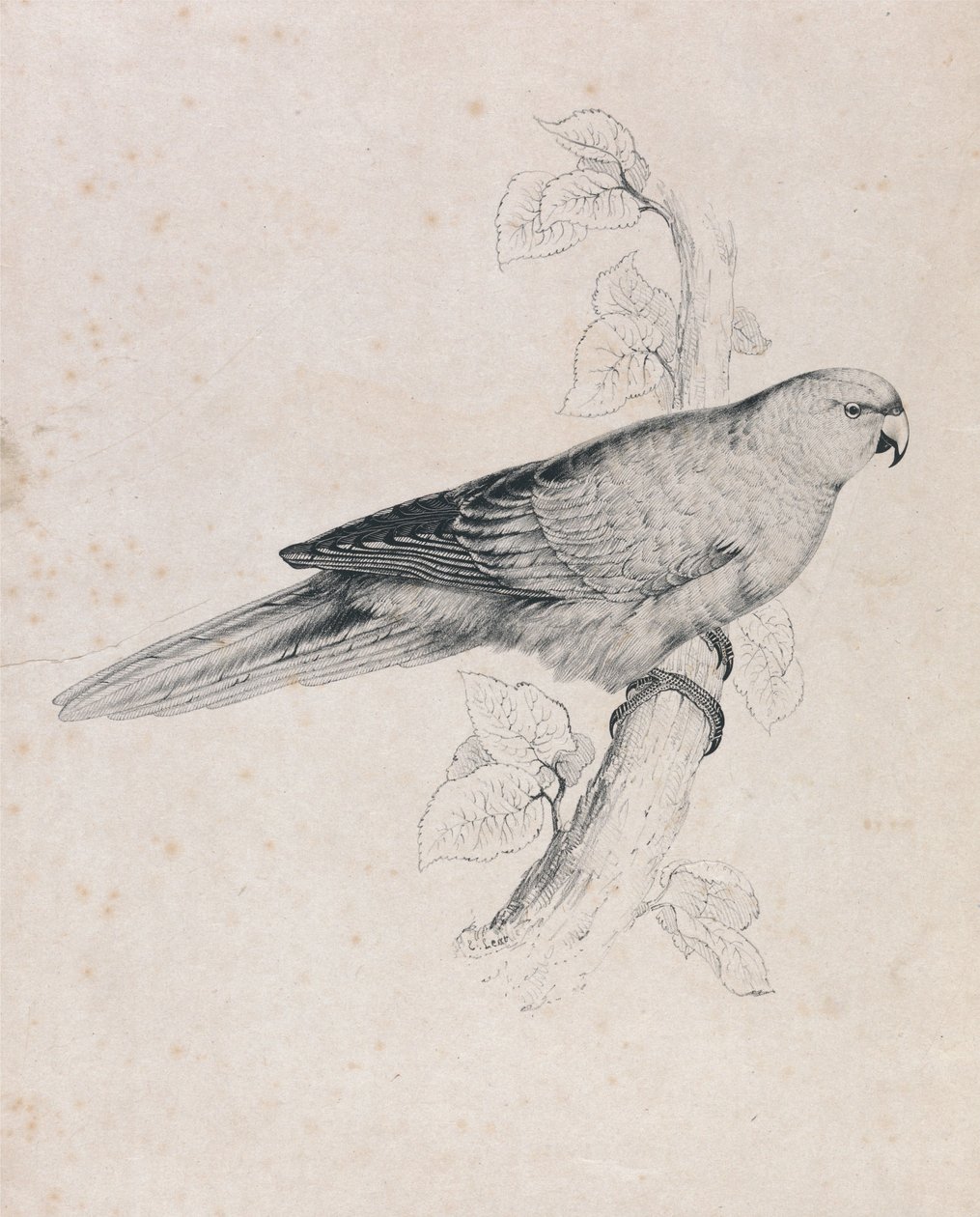 Csendes-óceáni papagáj (26. ábra) alkotó: Edward Lear