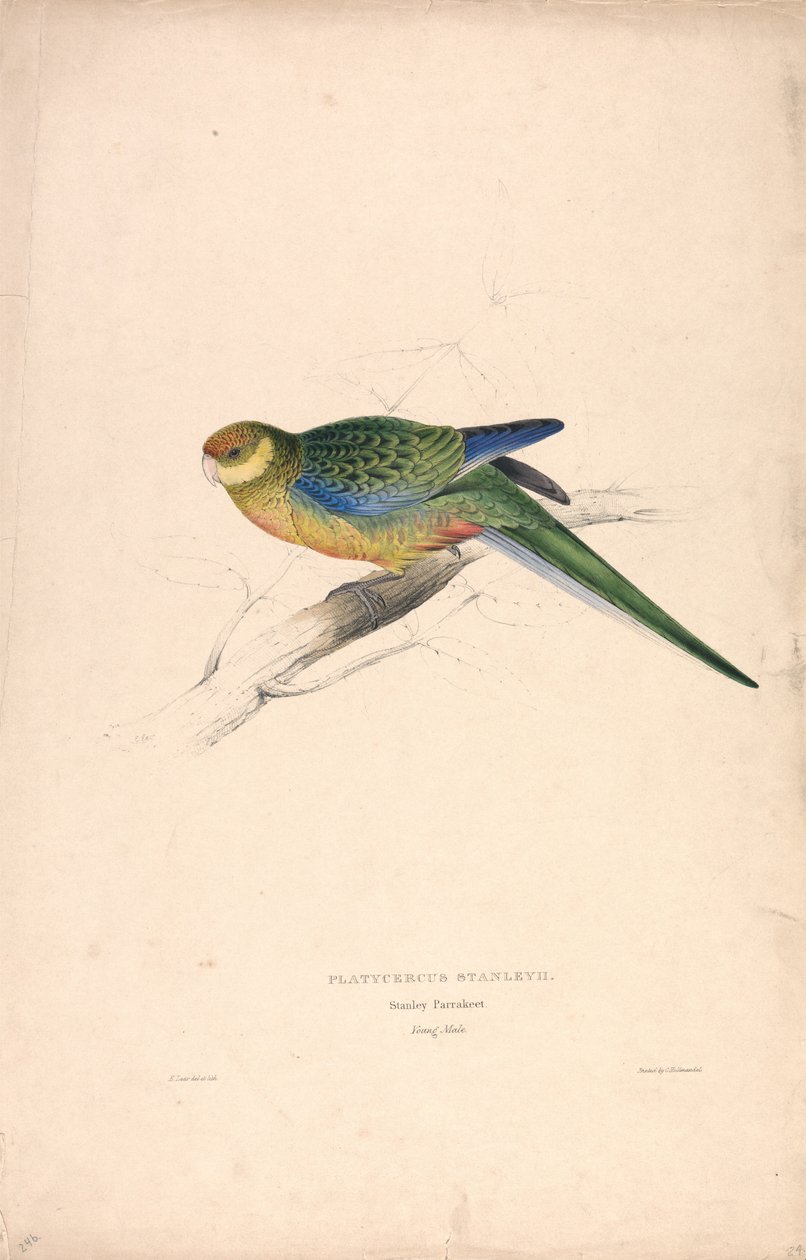 Platycercus Stanley II / Stanley-papagáj (fiatal hím) (24. ábra) alkotó: Edward Lear